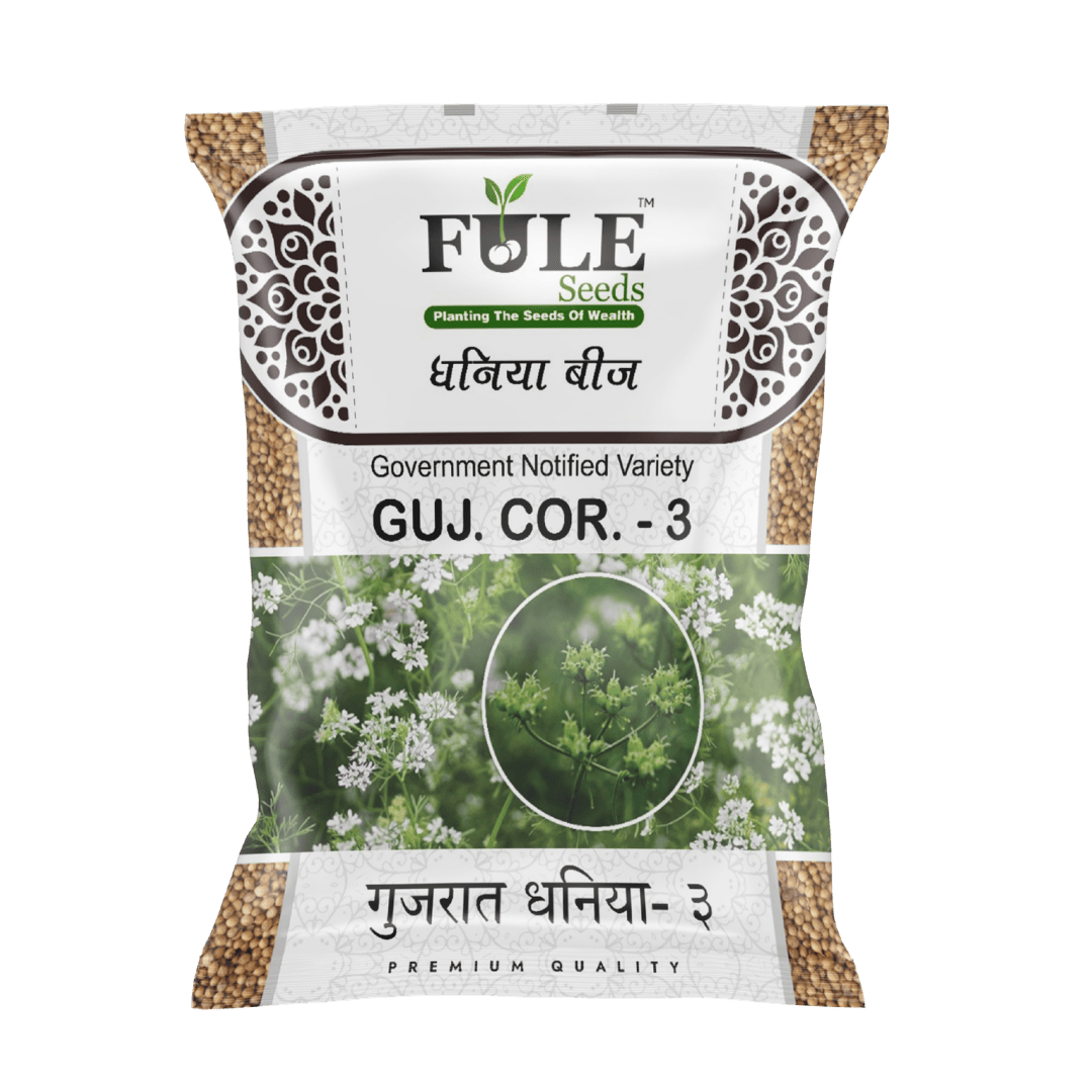 Gujarat Coriander 3